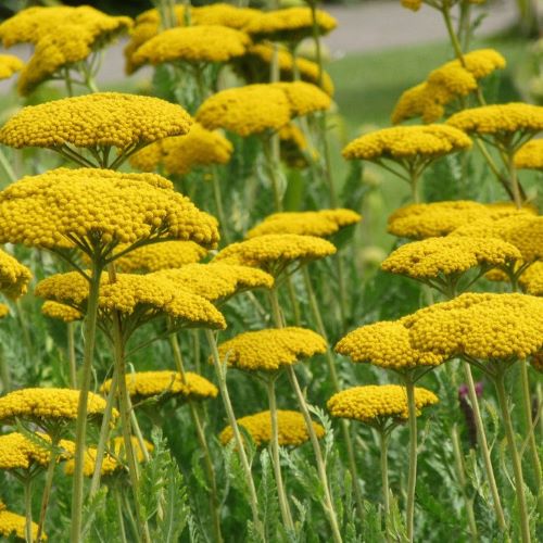 Achillea Coronation Gold de vânzare la ghiveci ❤️ FloraPris Achillea Coronation Gold de vânzare la ghiveci ❤️ FloraPris