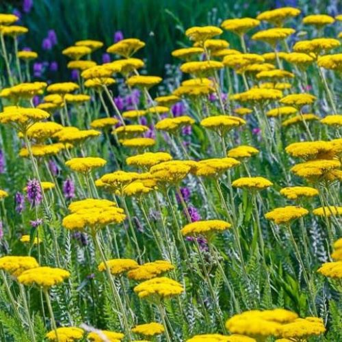 Achillea Coronation Gold la ghiveci, preț bun ❤️ FloraPris