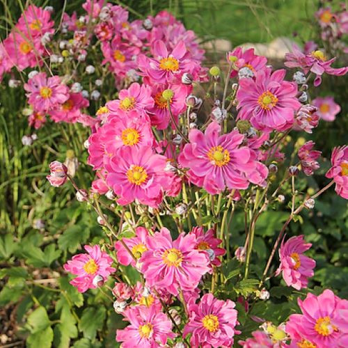Anemone Fantasy Belle de vânzare în ghiveci, preț bun ❤️ FloraPris