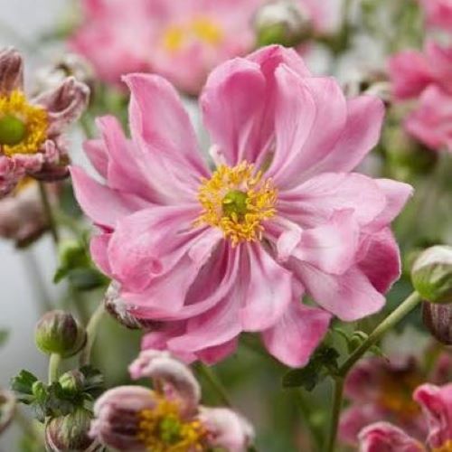 Anemone Fantasy Belle de vânzare la ghiveci, preț bun ❤️ FloraPris Anemone Fantasy Belle de vânzare la ghiveci, preț bun ❤️ FloraPris