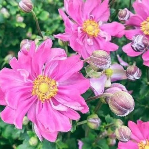 Anemone Fantasy Belle la ghiveci, preț bun ❤️ FloraPris