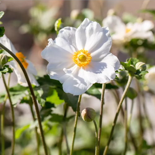 Anemone Royal Blanco de vânzare in ghiveci, preț bun ❤️ FloraPris Anemone Royal Blanco de vânzare in ghiveci, preț bun ❤️ FloraPris