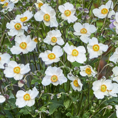 Anemone Royal Blanco de vânzare la ghiveci, preț bun ❤️ FloraPris