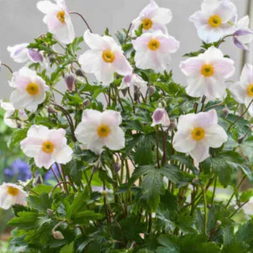 Anemone Royal Blanco la ghiveci, preț bun ❤️ FloraPris Anemone Royal Blanco la ghiveci, preț bun ❤️ FloraPris