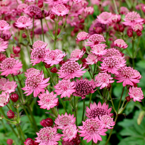 Astrantia Cerise Button Maj de vânzare in ghiveci, preț bun ❤️ FloraPris