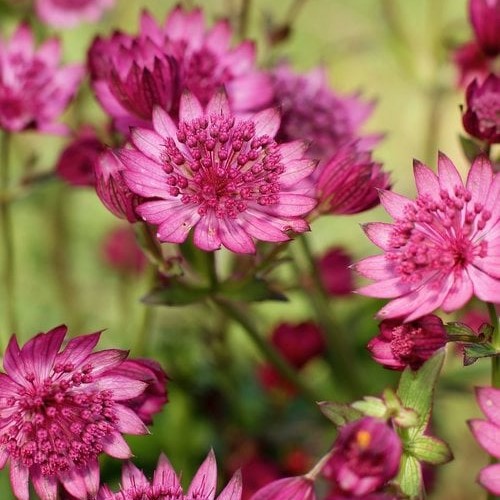 Astrantia Cerise Button Maj de vânzare la ghiveci, preț bun ❤️ FloraPris Astrantia Cerise Button Maj de vânzare la ghiveci, preț bun ❤️ FloraPris
