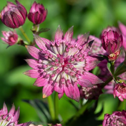 Astrantia Cerise Button Maj de vânzare la ghiveci ❤️ FloraPris