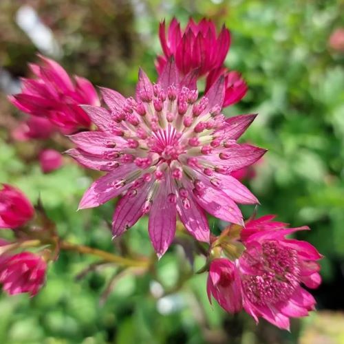 Astrantia Cerise Button Maj la ghiveci, preț bun ❤️ FloraPris