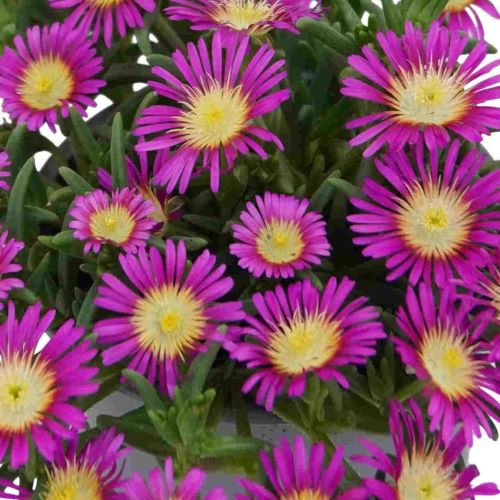 Delosperma Solstice Magenta de vânzare la ghiveci, preț bun ❤️ FloraPris