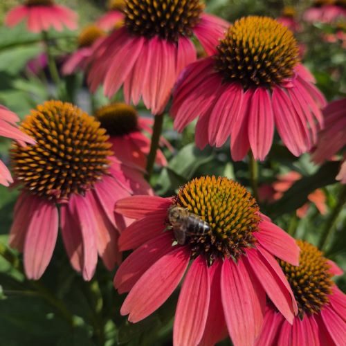 Echinacea Chunky Purple de vânzare la ghiveci ❤️ FloraPris