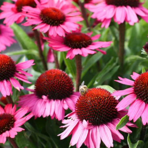 Echinacea Chunky Purple de vânzare la ghiveci ❤️ FloraPris