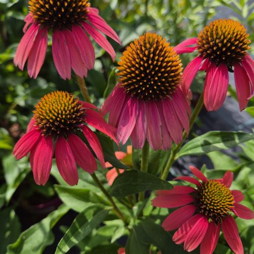 Echinacea Chunky Purple în ghiveci preț bun ❤️ FloraPris Echinacea Chunky Purple în ghiveci preț bun ❤️ FloraPris