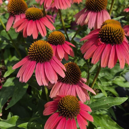 Echinacea Chunky Purple la ghiveci preț bun ❤️ FloraPris