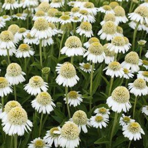 Echinacea Delicious Ice de vânzare in ghiveci, preț bun ❤️ FloraPris Echinacea Delicious Ice de vânzare in ghiveci, preț bun ❤️ FloraPris