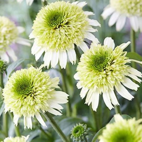 Echinacea Delicious Ice de vânzare la ghiveci, preț bun ❤️ FloraPris Echinacea Delicious Ice de vânzare la ghiveci, preț bun ❤️ FloraPris