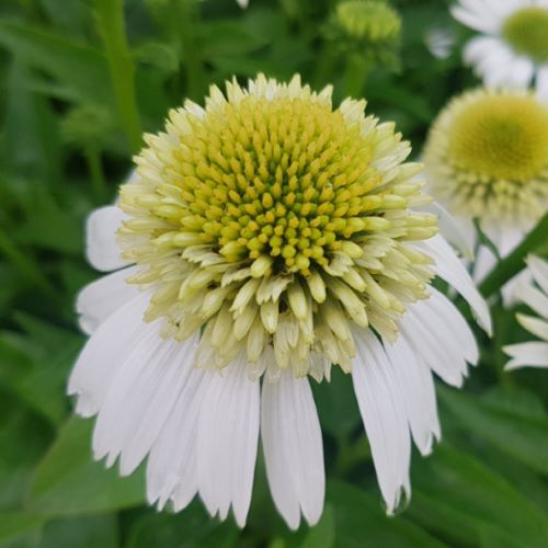 Echinacea Delicious Ice la ghiveci, preț bun ❤️ FloraPris