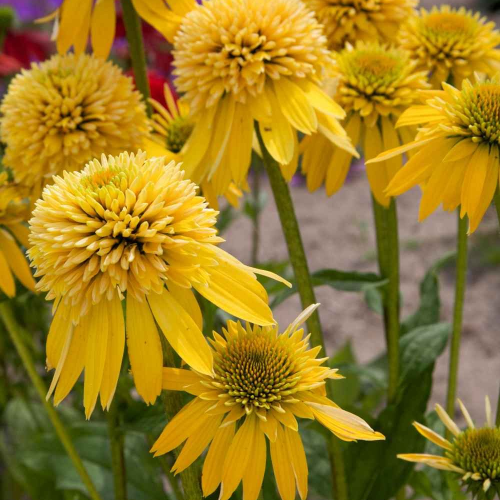 Echinacea Eccentric Yellow de vânzare in ghiveci preț bun ❤️ FloraPris