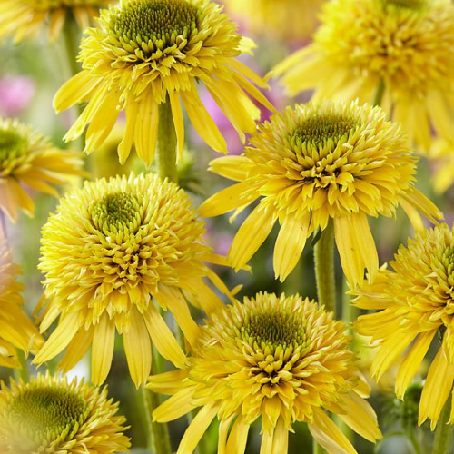 Echinacea Eccentric Yellow de vânzare la ghiveci preț bun ❤️ FloraPris Echinacea Eccentric Yellow de vânzare la ghiveci preț bun ❤️ FloraPris