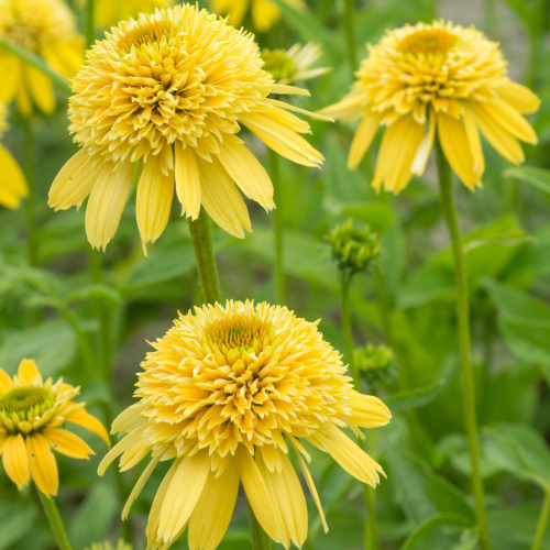 Echinacea Eccentric Yellow la ghiveci preț bun ❤️ FloraPris Echinacea Eccentric Yellow la ghiveci preț bun ❤️ FloraPris