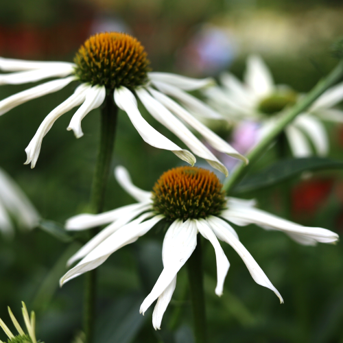 Echinacea Garden White Octopus de vânzare la ghiveci preț bun ❤️ FloraPris Echinacea Garden White Octopus de vânzare la ghiveci preț bun ❤️ FloraPris