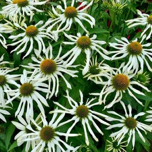 Echinacea Garden White Octopus la ghiveci preț bun ❤️ FloraPris
