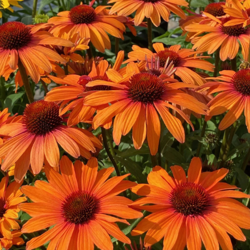 Echinacea Light Bright Orange la ghiveci preț bun ❤️ FloraPris