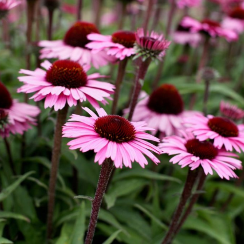 Echinacea Sensation Black Pearl de vânzare la ghiveci ❤️ FloraPris