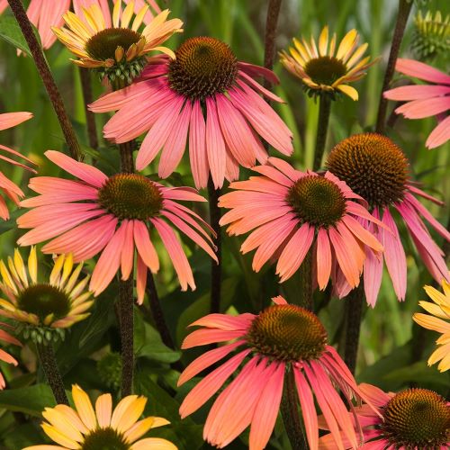 Echinacea Summer Cocktail de vânzare in ghiveci ❤️ FloraPris Echinacea Summer Cocktail de vânzare in ghiveci ❤️ FloraPris