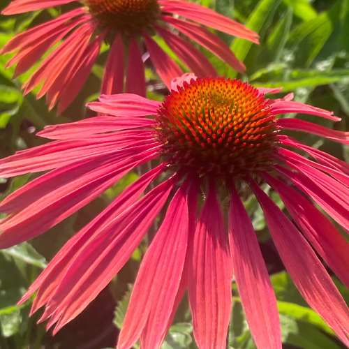 Echinacea Summer Cocktail de vânzare la ghiveci preț bun ❤️ FloraPris Echinacea Summer Cocktail de vânzare la ghiveci preț bun ❤️ FloraPris
