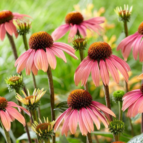 Echinacea Summer Cocktail de vânzare la ghiveci ❤️ FloraPris Echinacea Summer Cocktail de vânzare la ghiveci ❤️ FloraPris