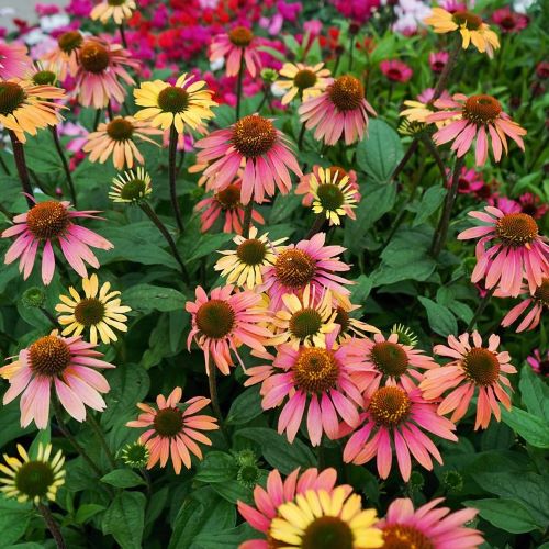 Echinacea Summer Cocktail in ghiveci preț bun ❤️ FloraPris