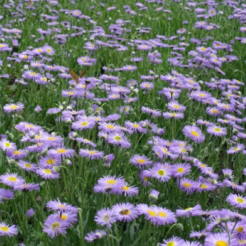 Erigeron Lavender Lady de vânzare in ghiveci ❤️ FloraPris Erigeron Lavender Lady de vânzare in ghiveci ❤️ FloraPris