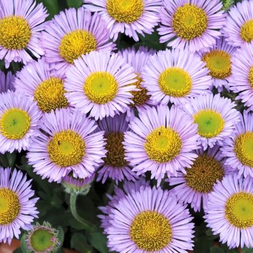Erigeron Lavender Lady de vânzare la ghiveci, preț bun ❤️ FloraPris