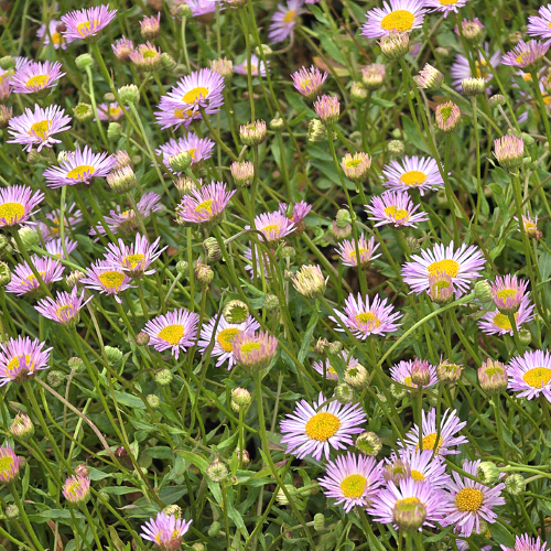 Erigeron Lavender Lady de vânzare la ghiveci ❤️ FloraPris Erigeron Lavender Lady de vânzare la ghiveci ❤️ FloraPris