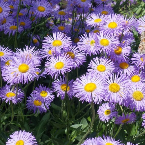 Erigeron Lavender Lady la ghiveci, preț bun ❤️ FloraPris Erigeron Lavender Lady la ghiveci, preț bun ❤️ FloraPris