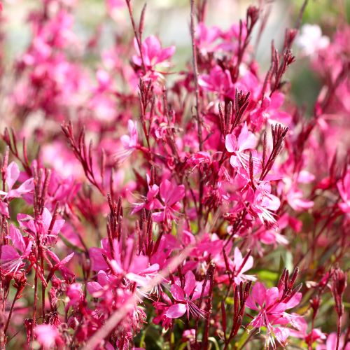 Gaura Flamingo Pink de vânzare la ghiveci, preț bun ❤️ FloraPris