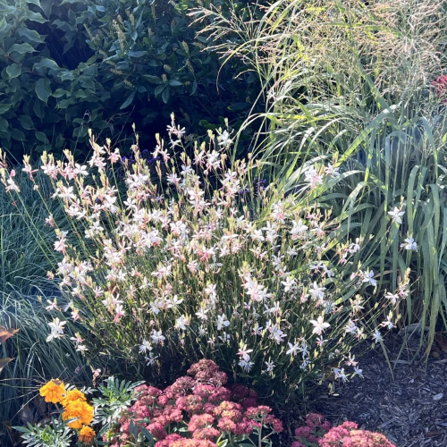 Gaura Whirling Butterflies de vânzare in ghiveci, preț bun ❤️ FloraPris