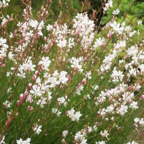 Gaura Whirling Butterflies de vânzare la ghiveci, preț bun ❤️ FloraPris Gaura Whirling Butterflies de vânzare la ghiveci, preț bun ❤️ FloraPris