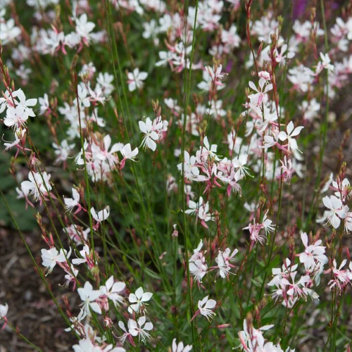 Gaura Whirling Butterflies de vânzare preț bun ❤️ FloraPris Gaura Whirling Butterflies de vânzare preț bun ❤️ FloraPris