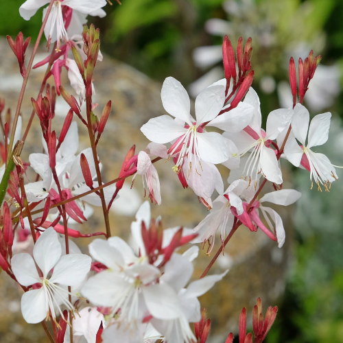Gaura Whirling Butterflies la ghiveci, preț bun ❤️ FloraPris