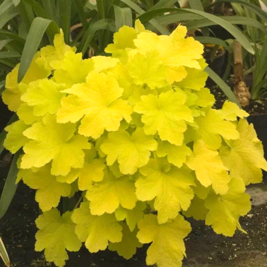Heuchera Citronelle de vanzare la ghiveci. Frunziș galben-lămâie ❤️ FloraPris