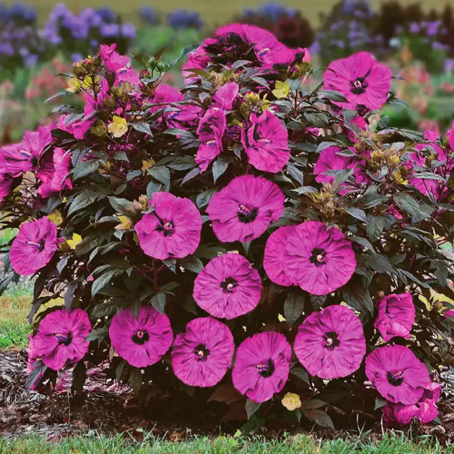 Hibiscus Summerfic Berry Awesome de vanzare la ghiveci, cu flori uriașe ❤️ FloraPris