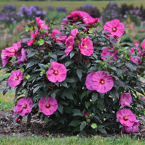 Hibiscus Summerfic Berry Awesome de vanzare la ghiveci ❤️ FloraPris Hibiscus Summerfic Berry Awesome de vanzare la ghiveci ❤️ FloraPris