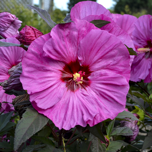 Hibiscus Summerfic Berry Awesome la ghiveci, cu flori uriașe ❤️ FloraPris