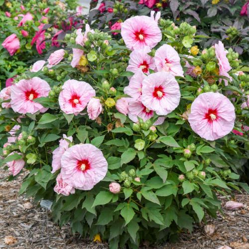 Hibiscus Summerific All Eyes On Me de vanzare la ghiveci 5l ❤️ FloraPris Hibiscus Summerific All Eyes On Me de vanzare la ghiveci 5l ❤️ FloraPris