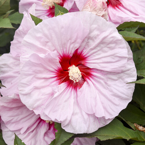 Hibiscus Summerific All Eyes On Me la ghiveci 5l ❤️ FloraPris