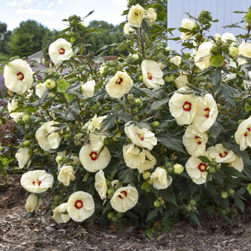 Hibiscus Summerific French Vanilla de vanzare la ghiveci ❤️ FloraPris Hibiscus Summerific French Vanilla de vanzare la ghiveci ❤️ FloraPris