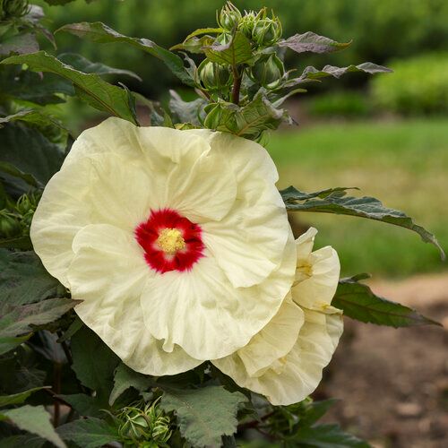 Hibiscus Summerific French Vanilla în ghiveci 5l ❤️ FloraPris Hibiscus Summerific French Vanilla în ghiveci 5l ❤️ FloraPris