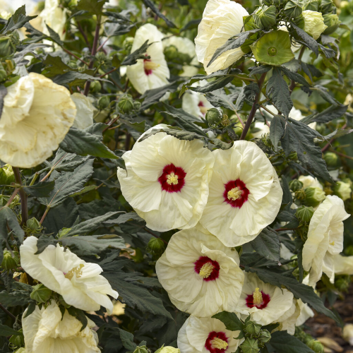 Hibiscus Summerific French Vanilla la ghiveci ❤️ FloraPris