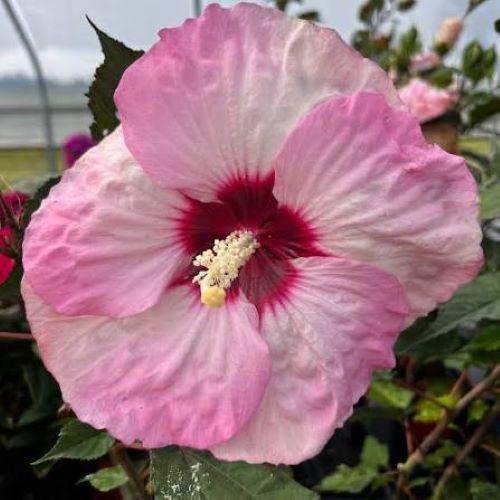 Hibiscus Summerific Spinderella de vanzare la ghiveci ❤️ FloraPris Hibiscus Summerific Spinderella de vanzare la ghiveci ❤️ FloraPris